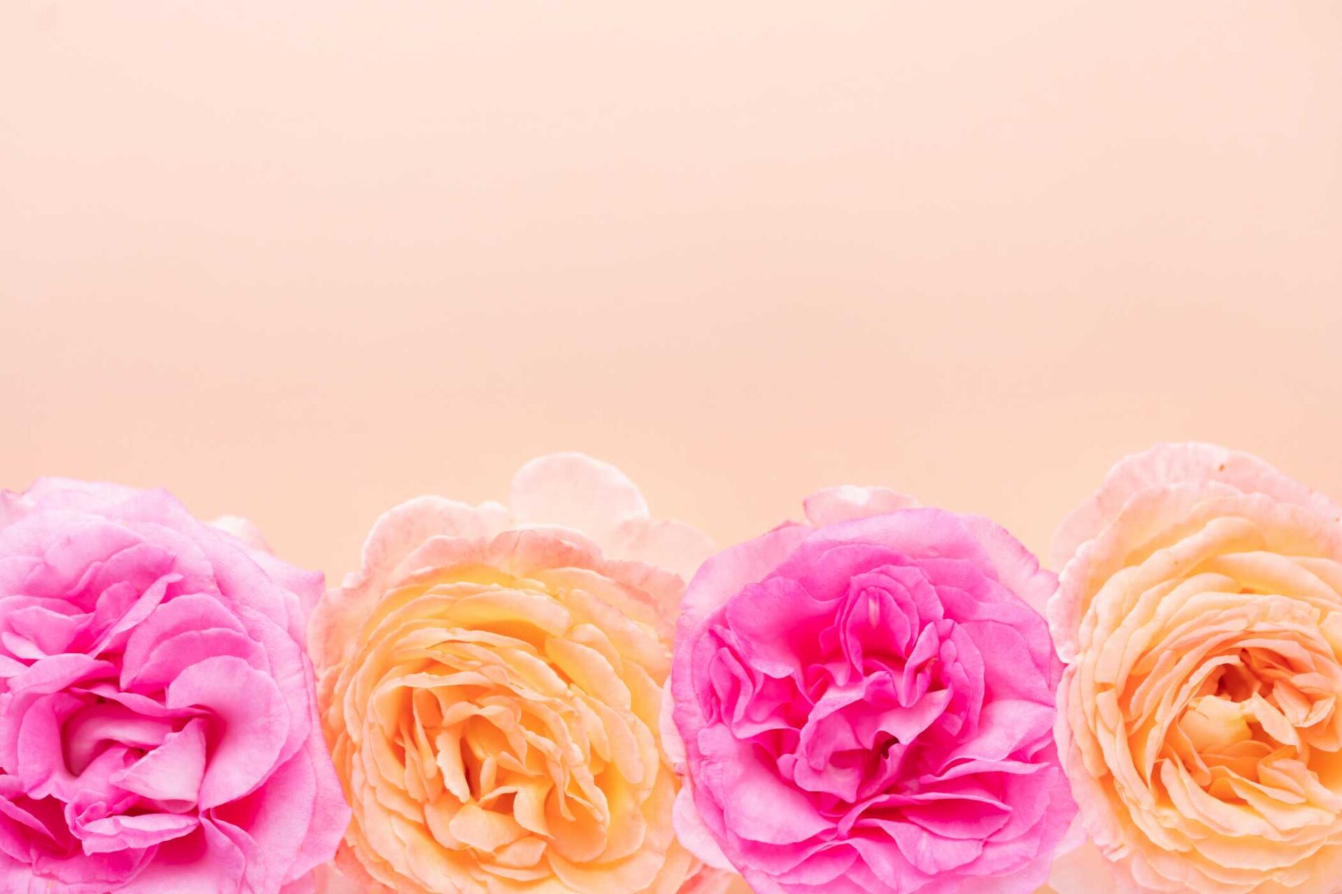 Colorful roses on soft pink background