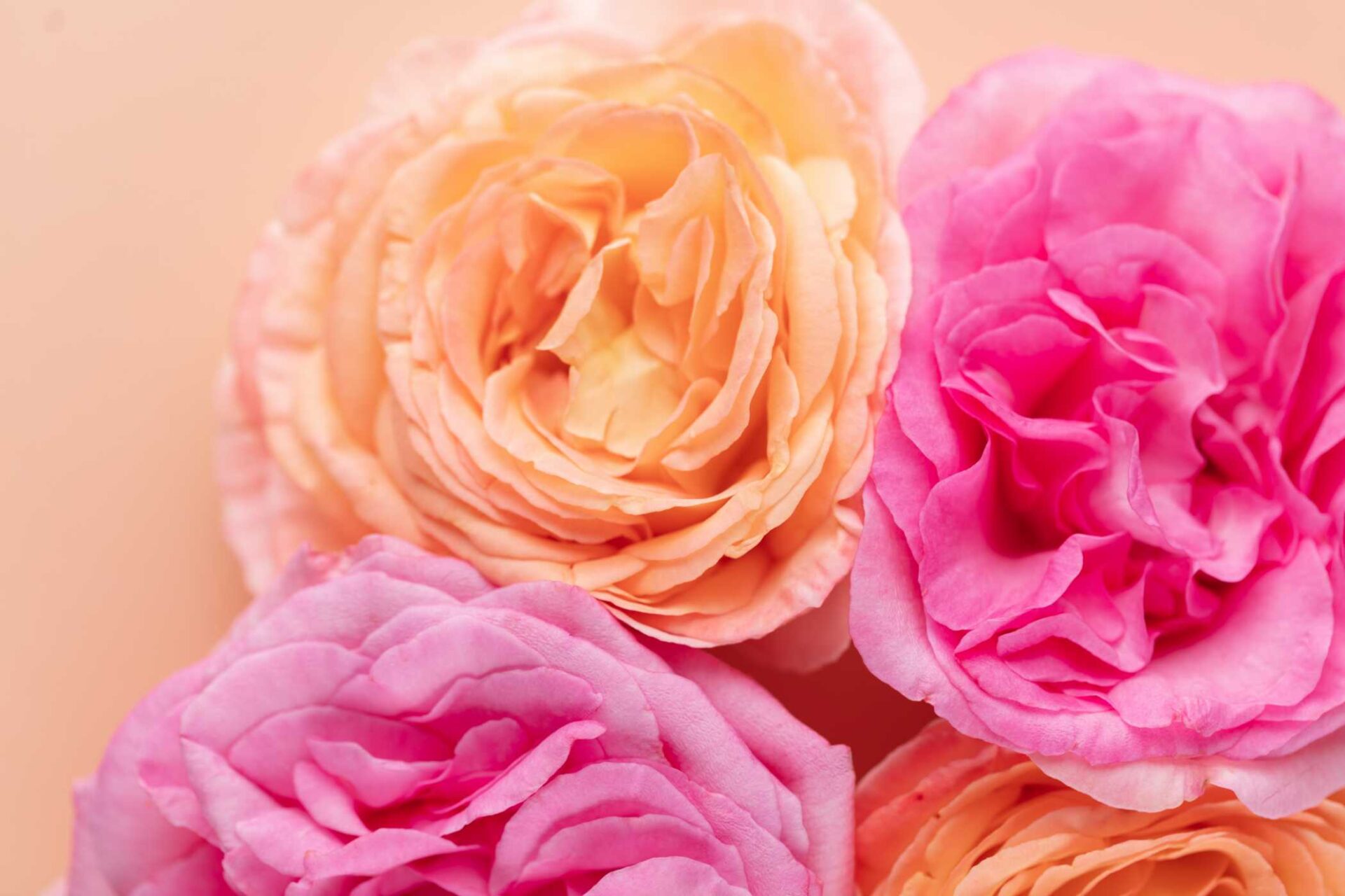 Close-up of pink and peach roses