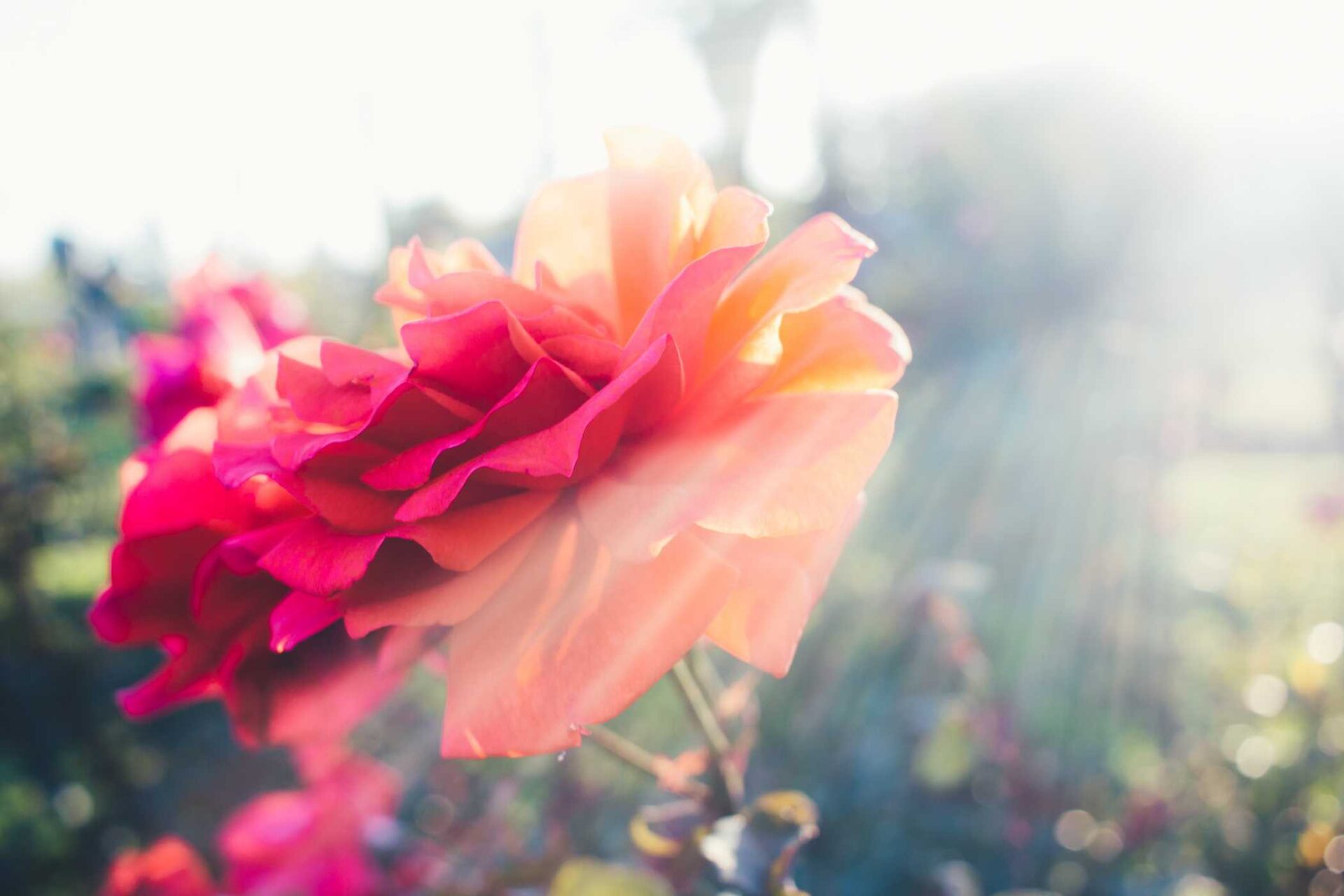 Close-up of a vibrant pink rose in sunlight.