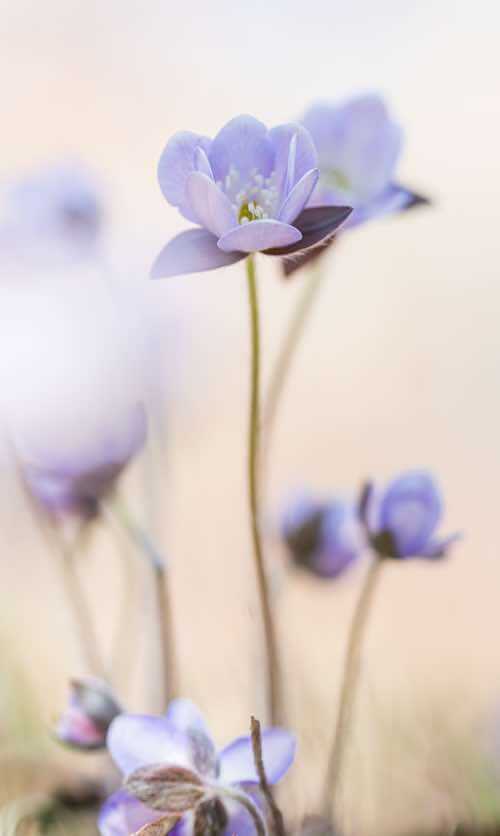 purple flower by dustin-humes copy-500x836