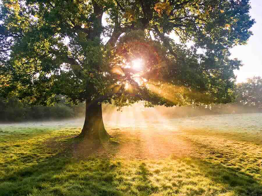 A sun shining through the branches of an oak tree.